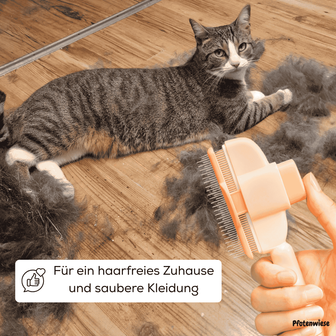 Fellwunderbürste - Pfotenwiese