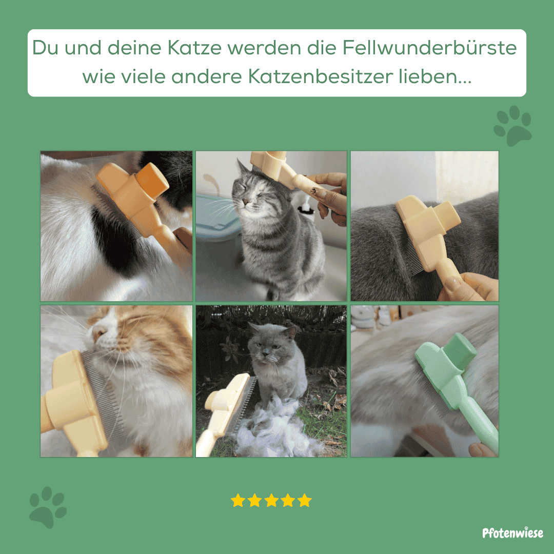 Fellwunderbürste - Pfotenwiese