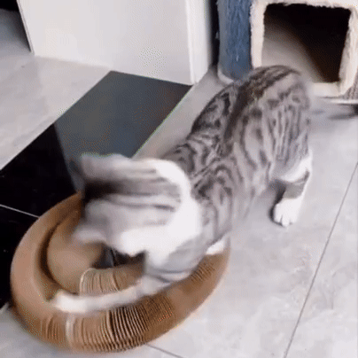 PfotenWiese - KittyKurlz