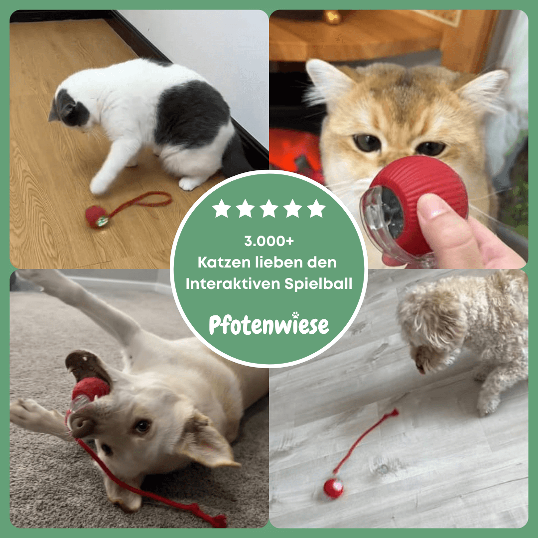 Pfoten Wiese - Interaktiver Spielball