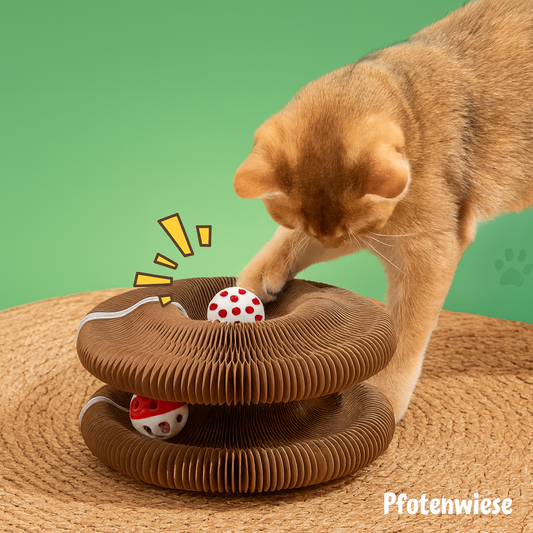 PfotenWiese - KittyKurlz